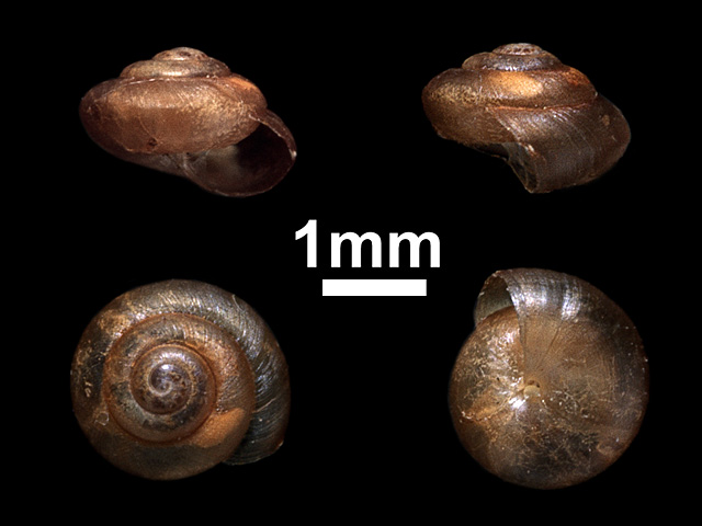 image of Macrochlamys kandiensis (b)
